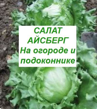 Как выращивать салат зимой на продажу: особенности бизнеса, посадка и уход