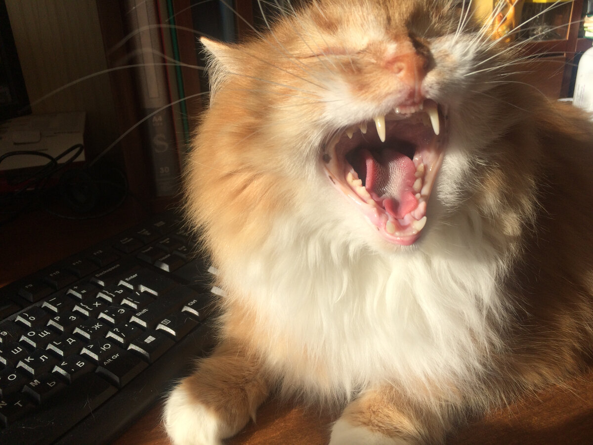 Беша. Фото автора