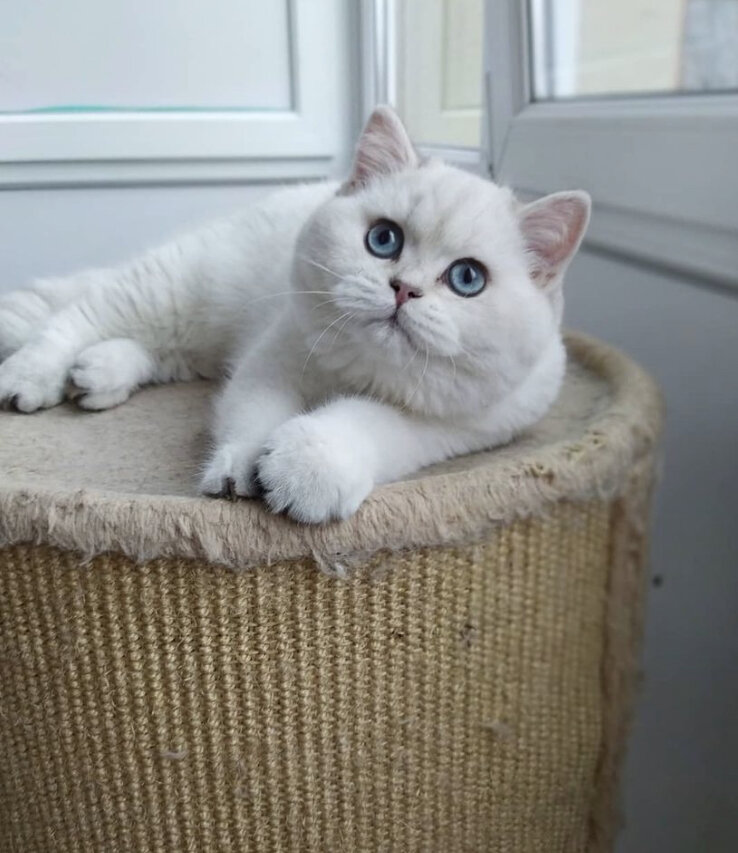 Серебристая шиншилла 