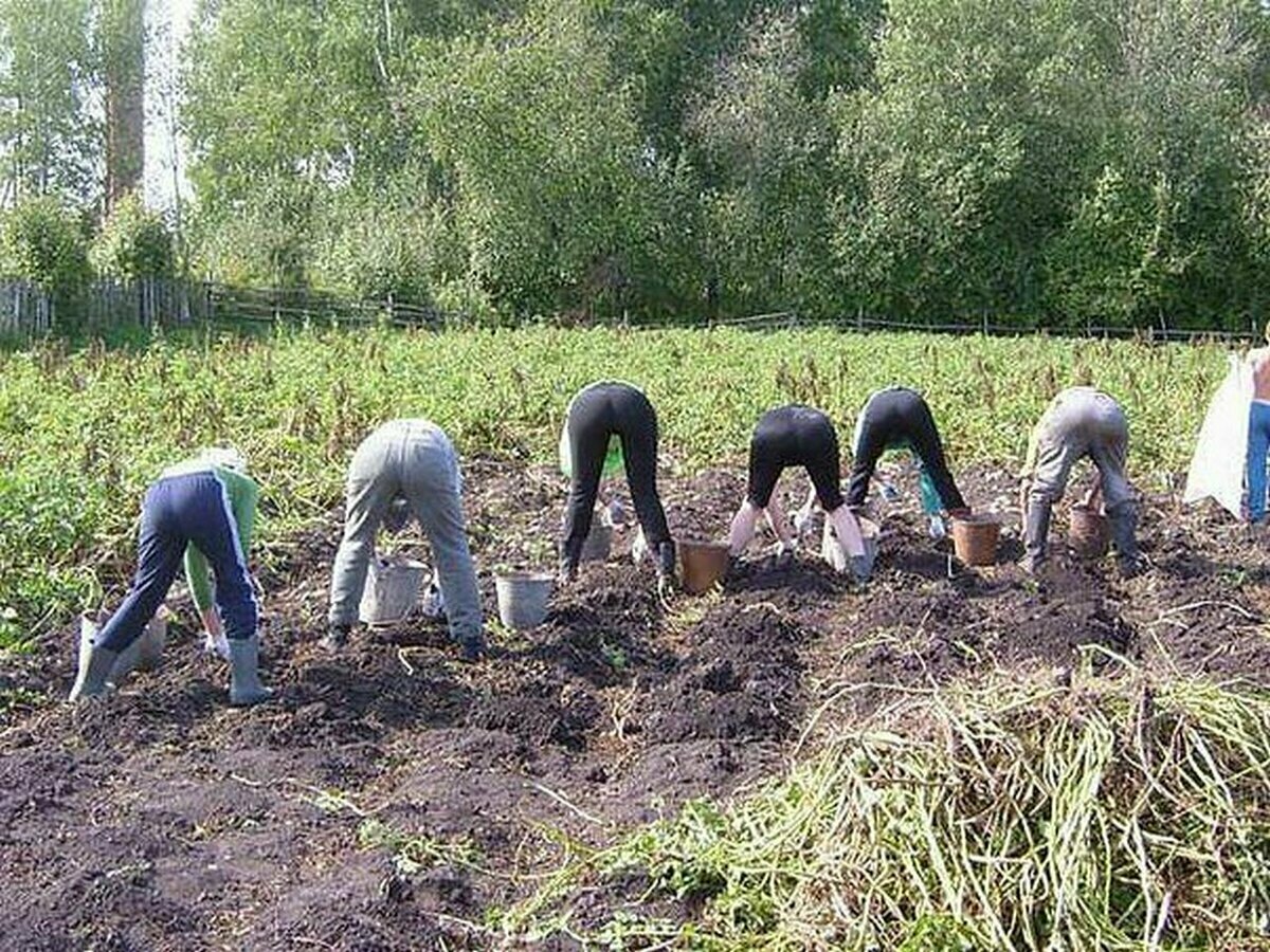 Во саду ли, в огороде... Дачный юмор | Моя дачная жизнь | Дзен