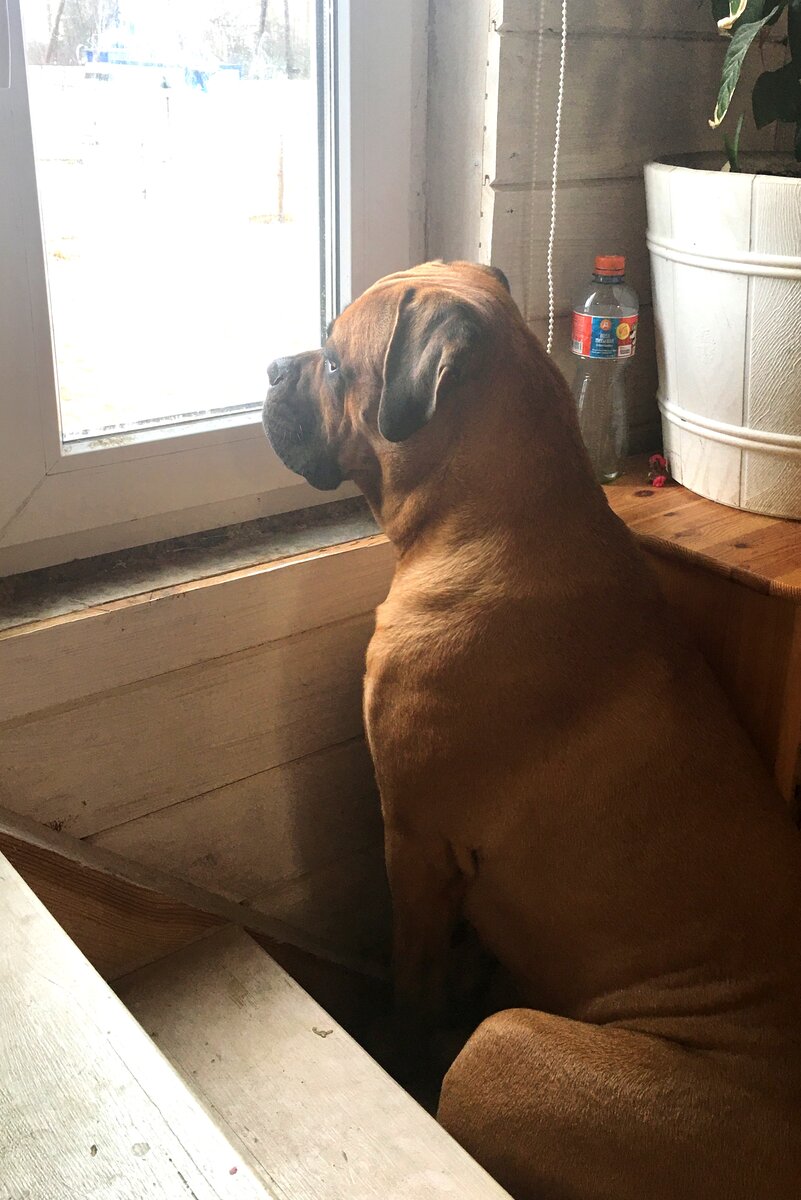 Бэлла высматривает своего друга