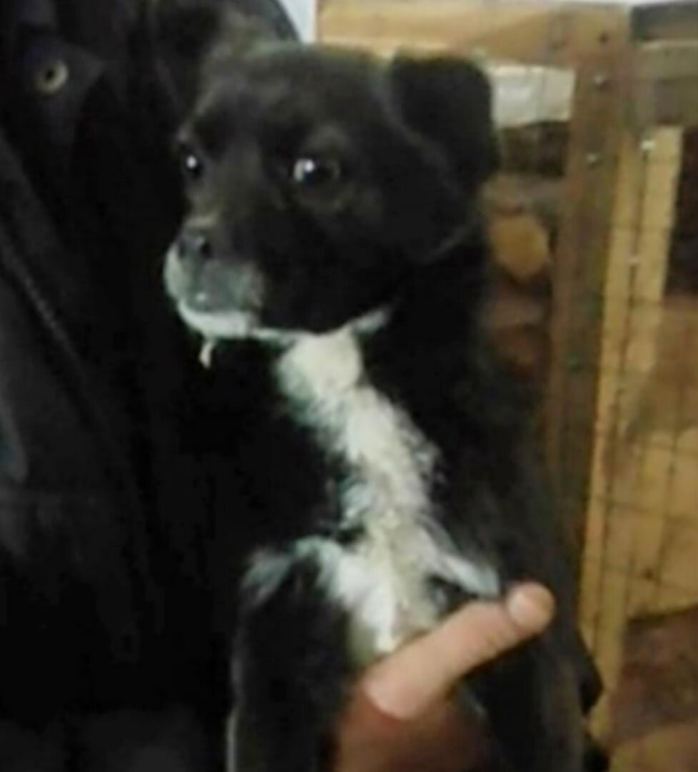 Крошечка с отлова нас дождалась