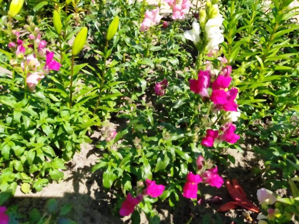 Antirrhinum Snaptastic Pink