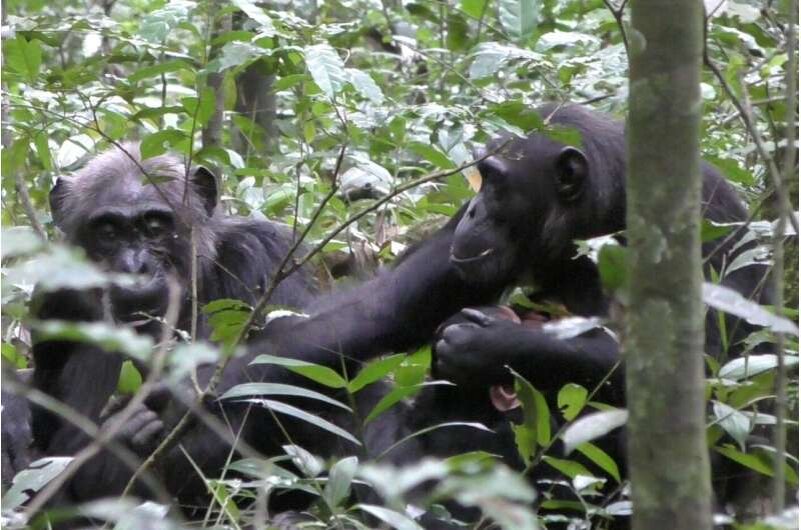    Лист может показаться не особо интересным объектом, но для этой молодой шимпанзе главное — привлечь внимание матери / © Dr Claudia Wilke, University of York