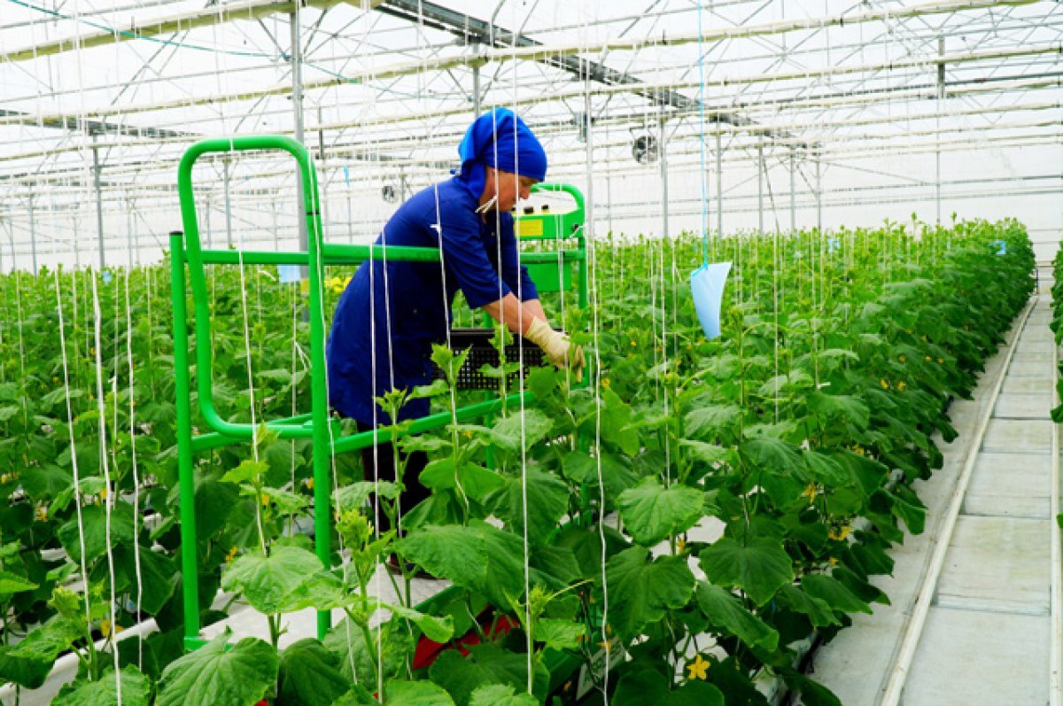    Тепличные условия. Как Дагестан обеспечивает себя продуктами