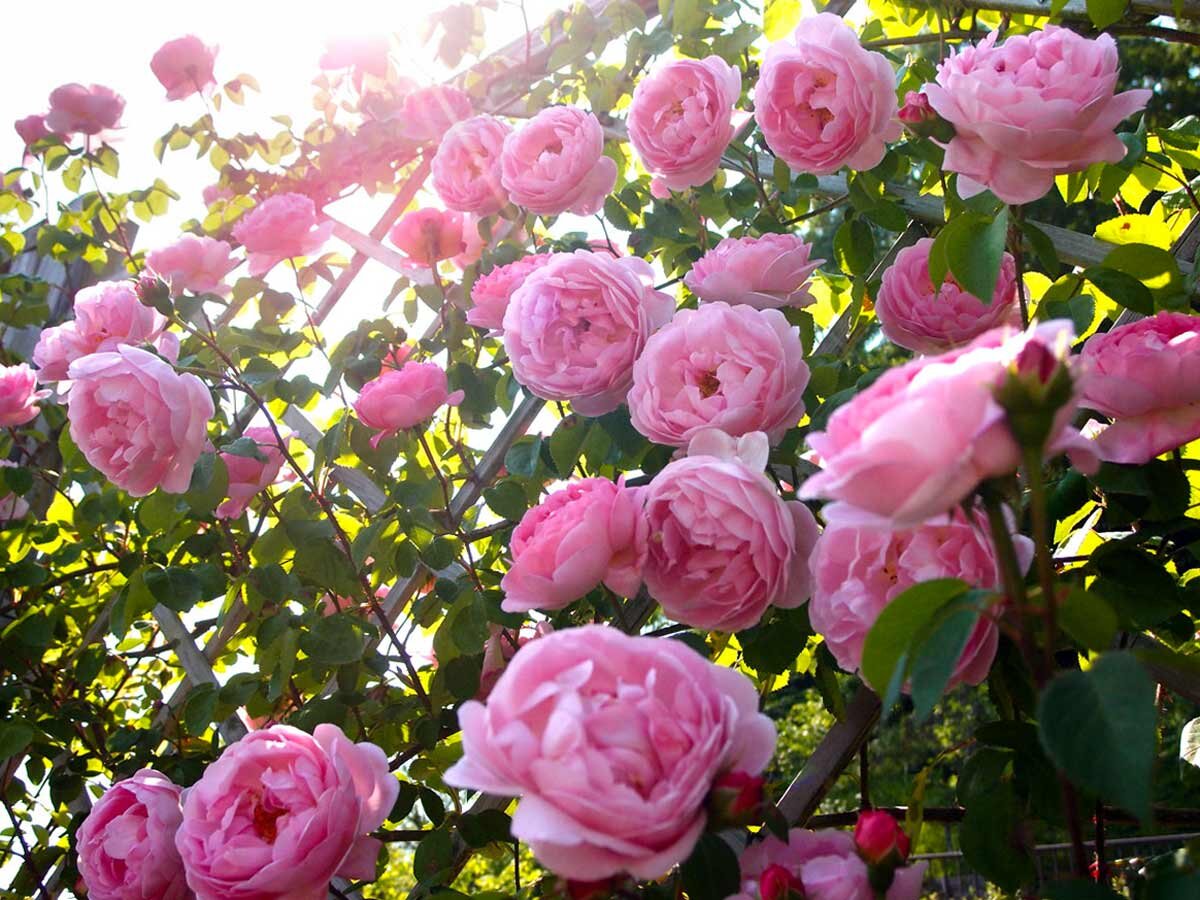 Нежность и изящество бутонов - необыкновенно красивые пионовидные розы