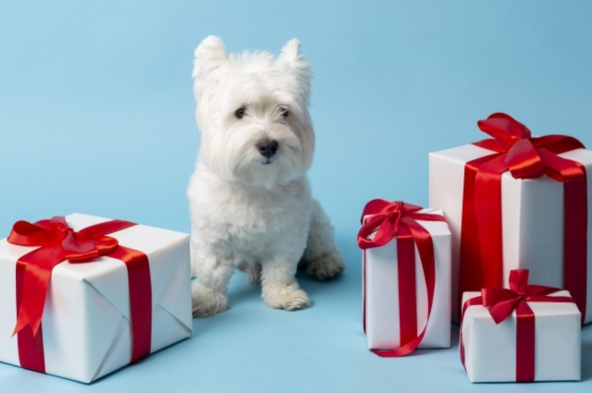    Жители Ростова-на-Дону рассказали о своих новогодних мечтах и желаниях