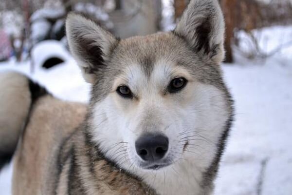 Источник фото: glorypets.ru