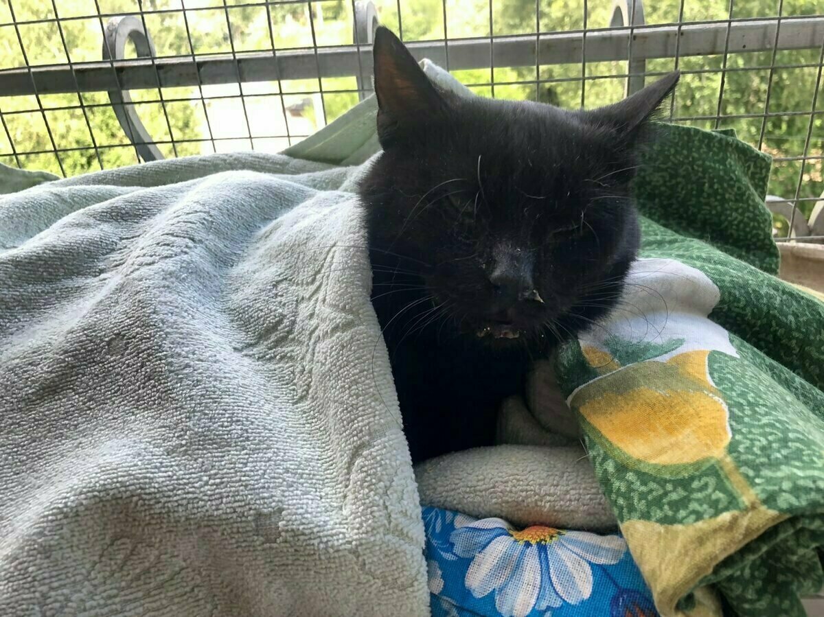 Русик со сниженной температурой летом на грелке