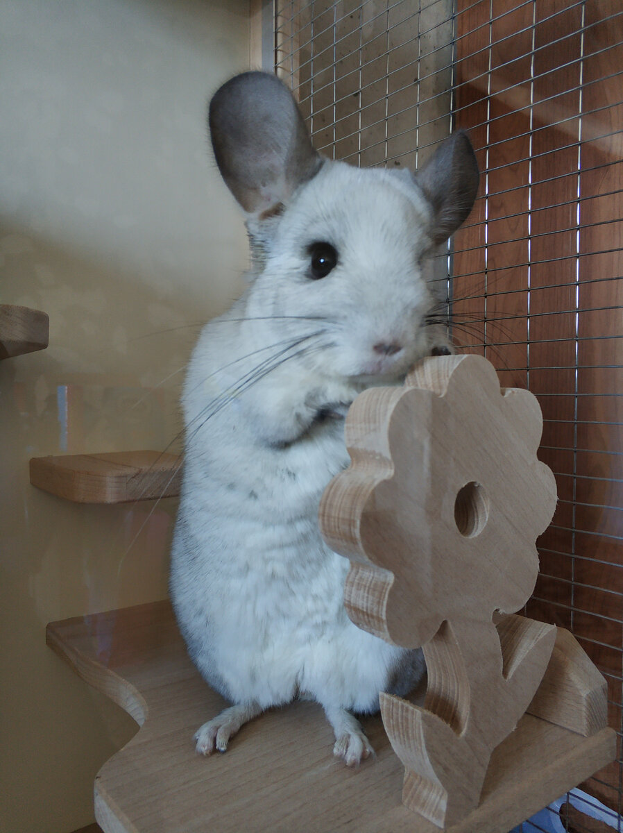 Можно ли шиншиллам давать свежую траву и растения?