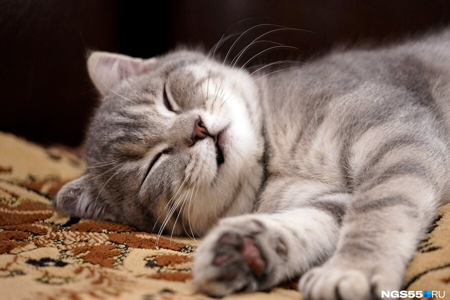 ПОДЕЛИТЬСЯ