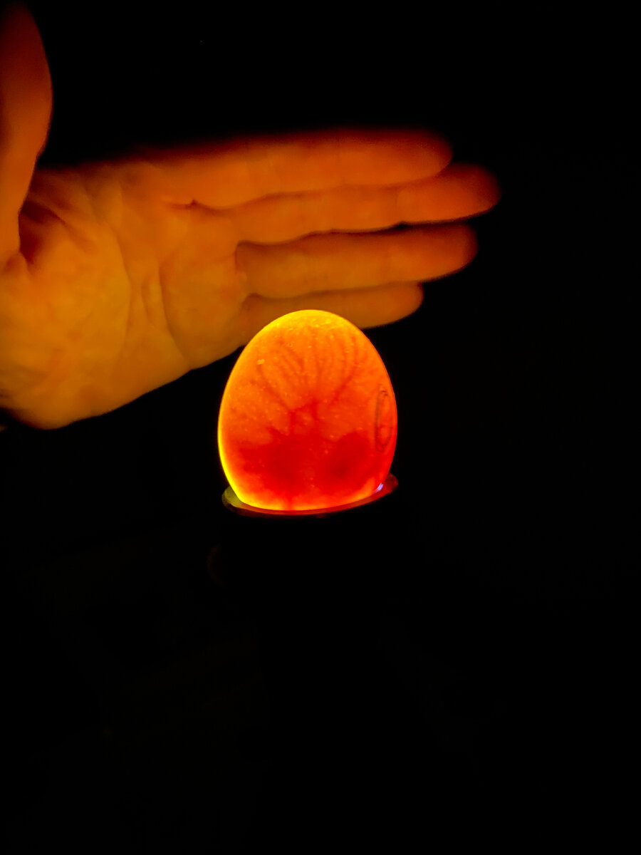 Проверка на оплод и неоплод. Овоскопирование называется. 