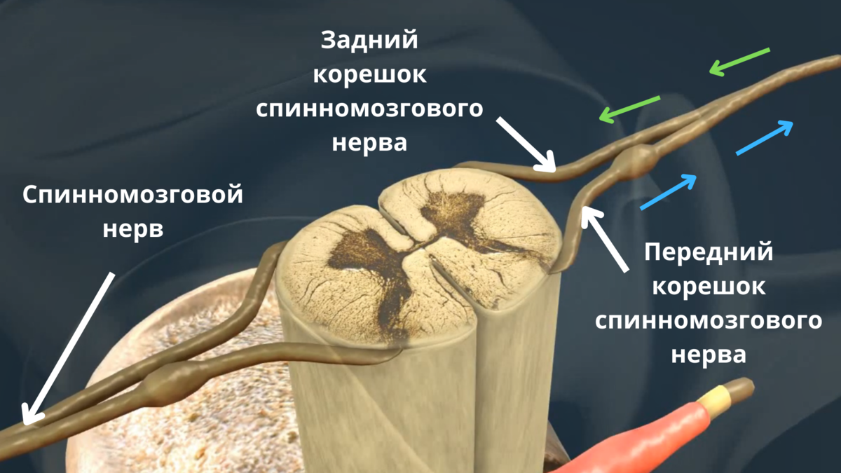 Передний столб спинного мозга