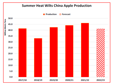 Летняя жара иссушила урожай яблок