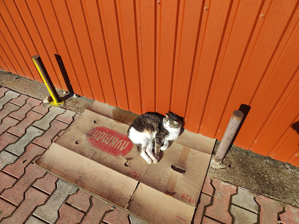 Коты вылезли на солнышко сегодня) 