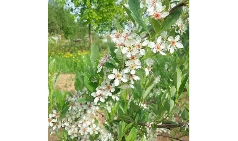 ВИШНЯ ПЕСЧАНАЯ БЕССЕЯ🍒 | Питомник Росток 🌱 | Дзен