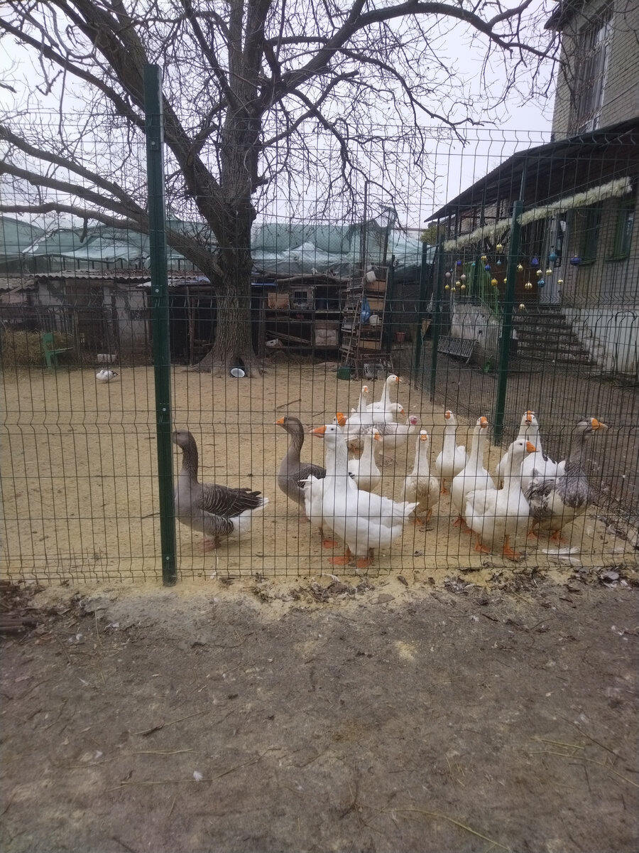 Нас встретили гуси