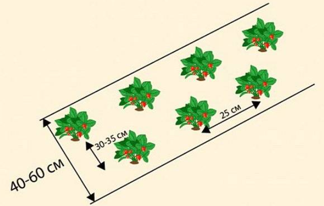 Посадка клубники расстояние между кустами и рядами