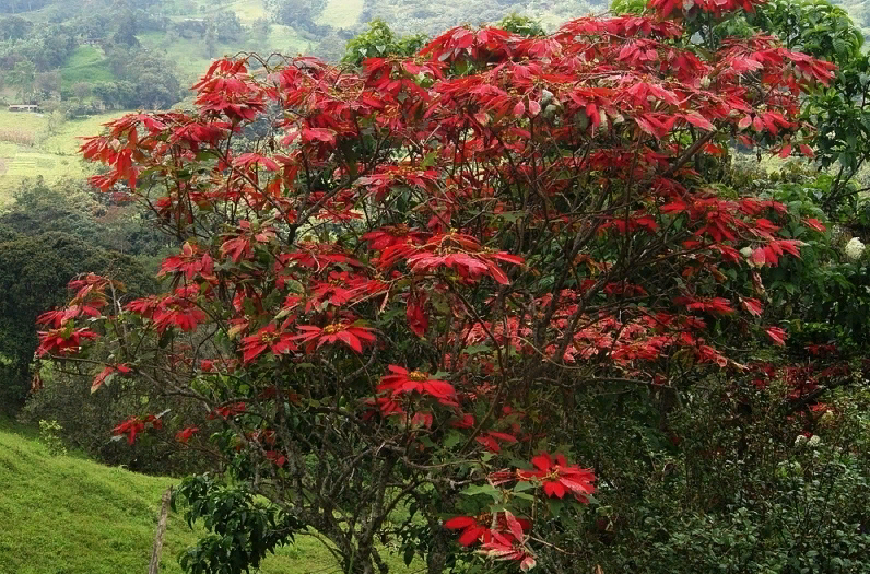  В природе взрослое растение может достигать 3-4 метров в высоту. Фото из свободного источника.