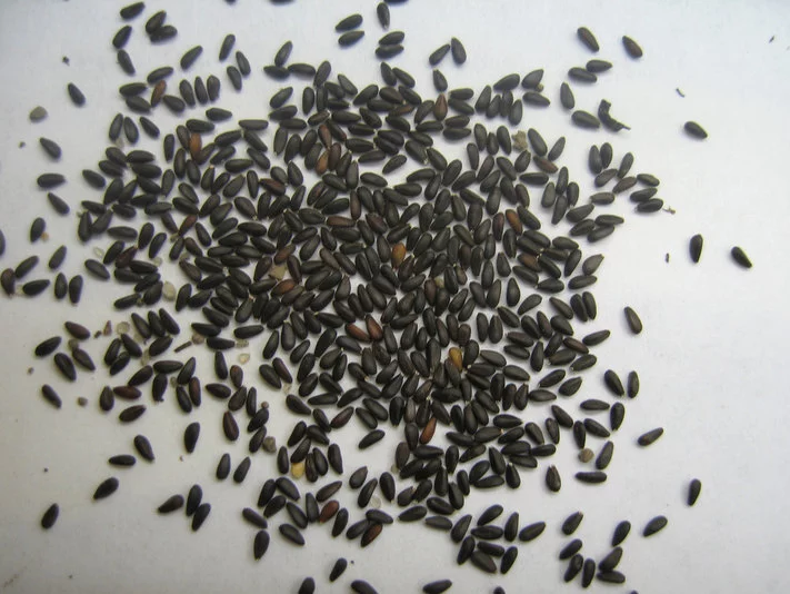 Семена Мелиссы