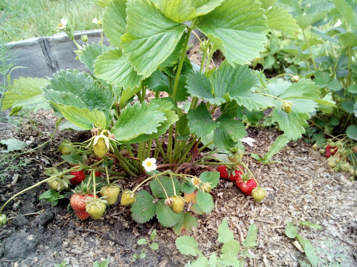 ЭВИ 2, СЕЛЬВА, ОСТАРА