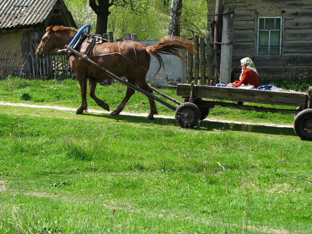 Обычный транспорт в деревне ещё лет 30 назад...