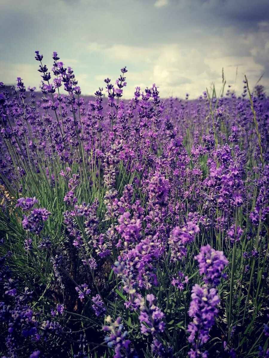 Поле лаванды перед аэропортом Симферополя. 