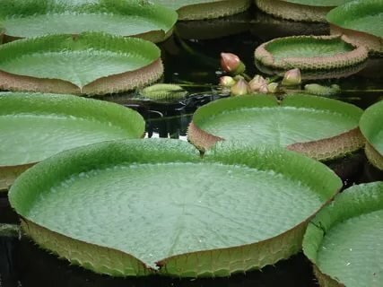 Бывают ли водные растения такими же большими, как наземные? | НОВОЕ КАЖДЫЙ  ДЕНЬ | Дзен