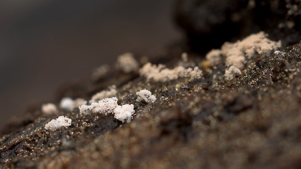 Echinostelium minutum