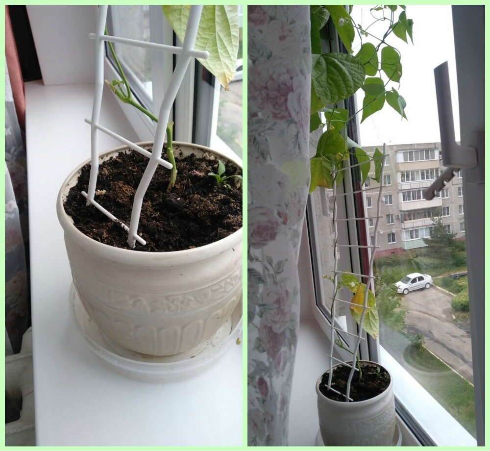 вырастить фасоль на подоконнике