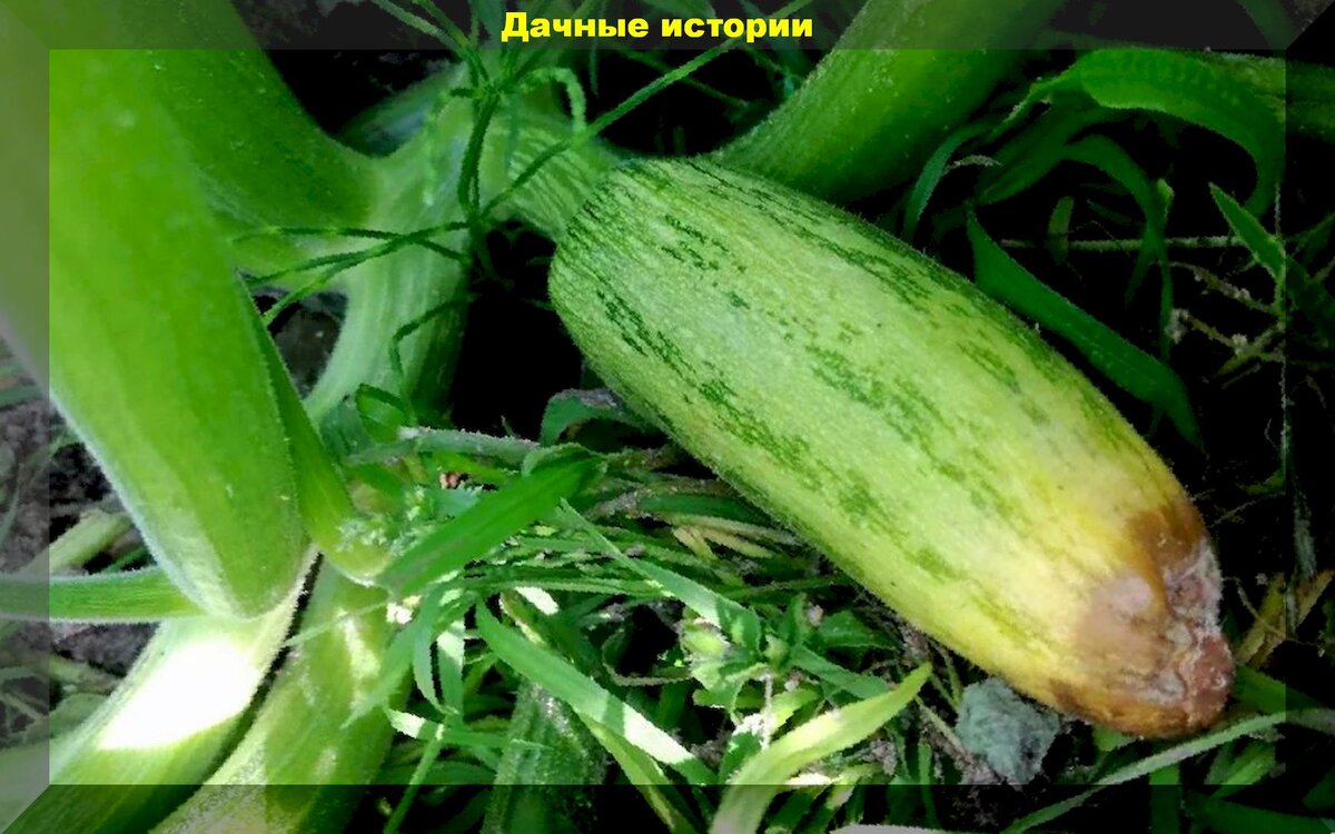Почему чернеют завязи огурцов. Гибрид кабачок огурец. У огурцов кончики утончаются.