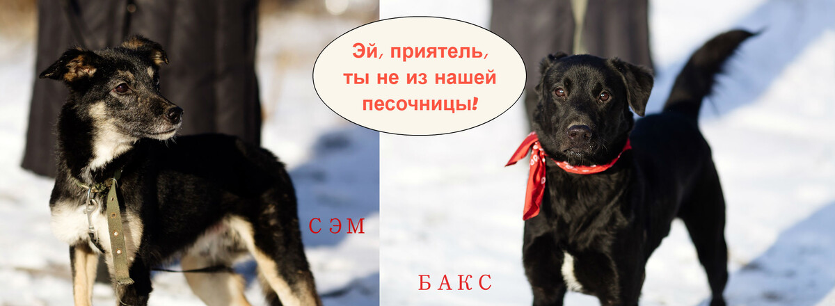 ФОТО:  СЭМ и БАКС, источник: зоопансионат Альма - https://vk.com/alma_vrn