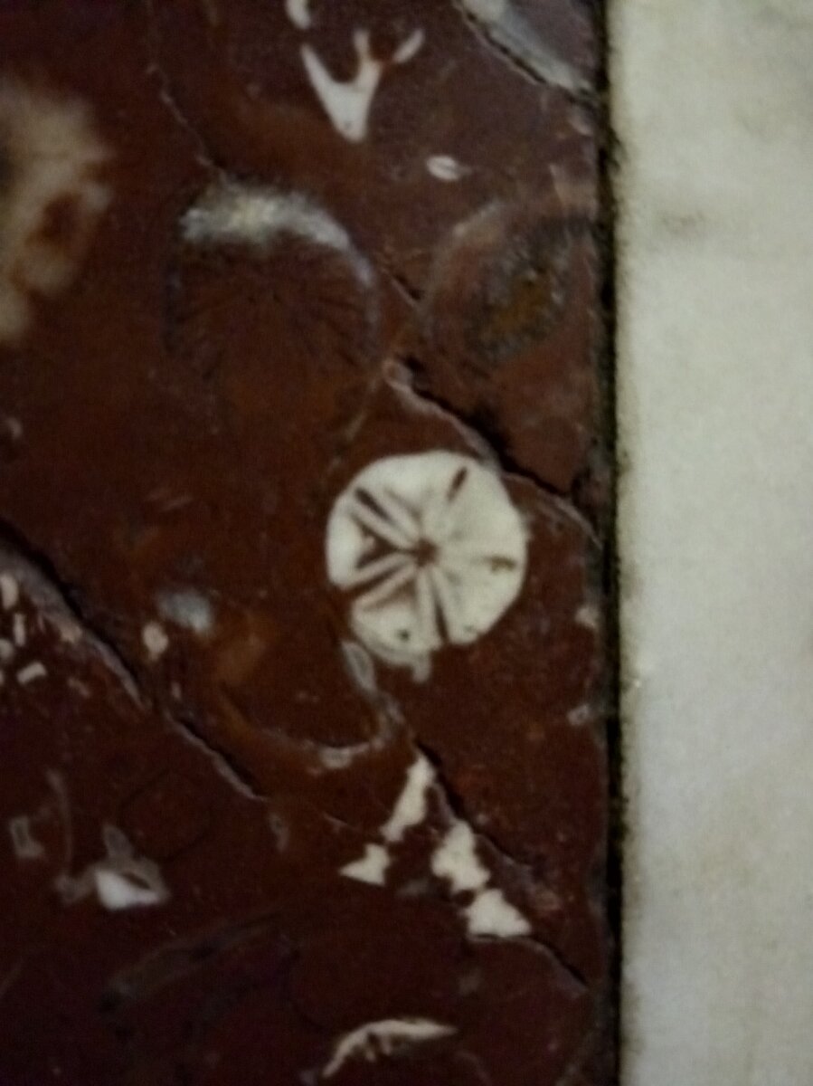 Вот они, останки морских лилий.