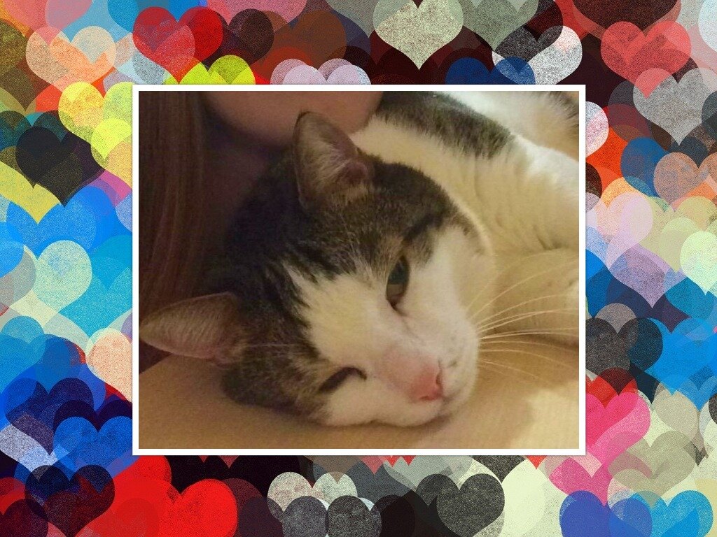 Стэн Фото и коллаж личные