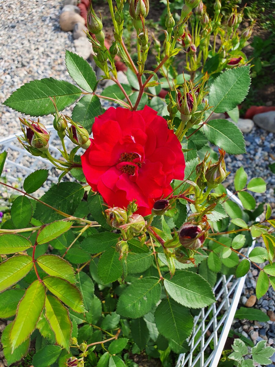 Моя красавица - канадская роза