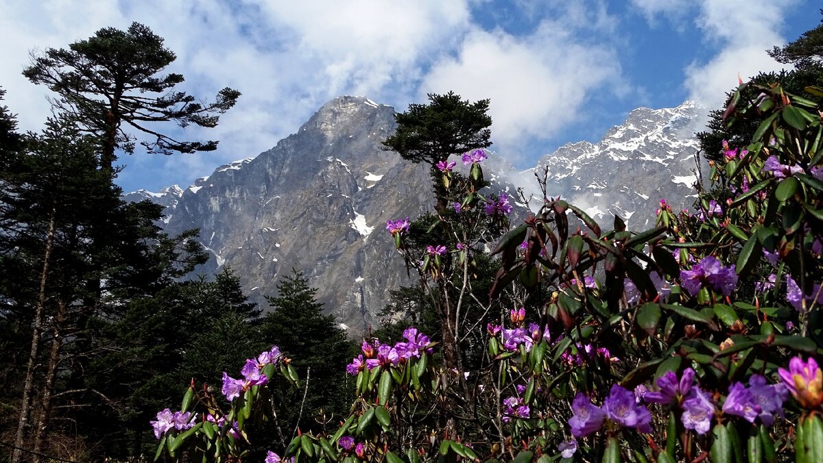 Рододендрон абхазия фото