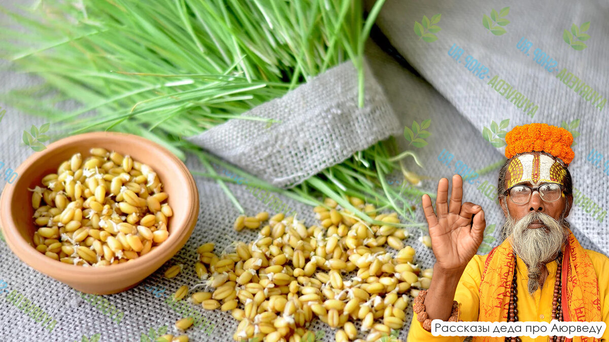 пророщенная рожь