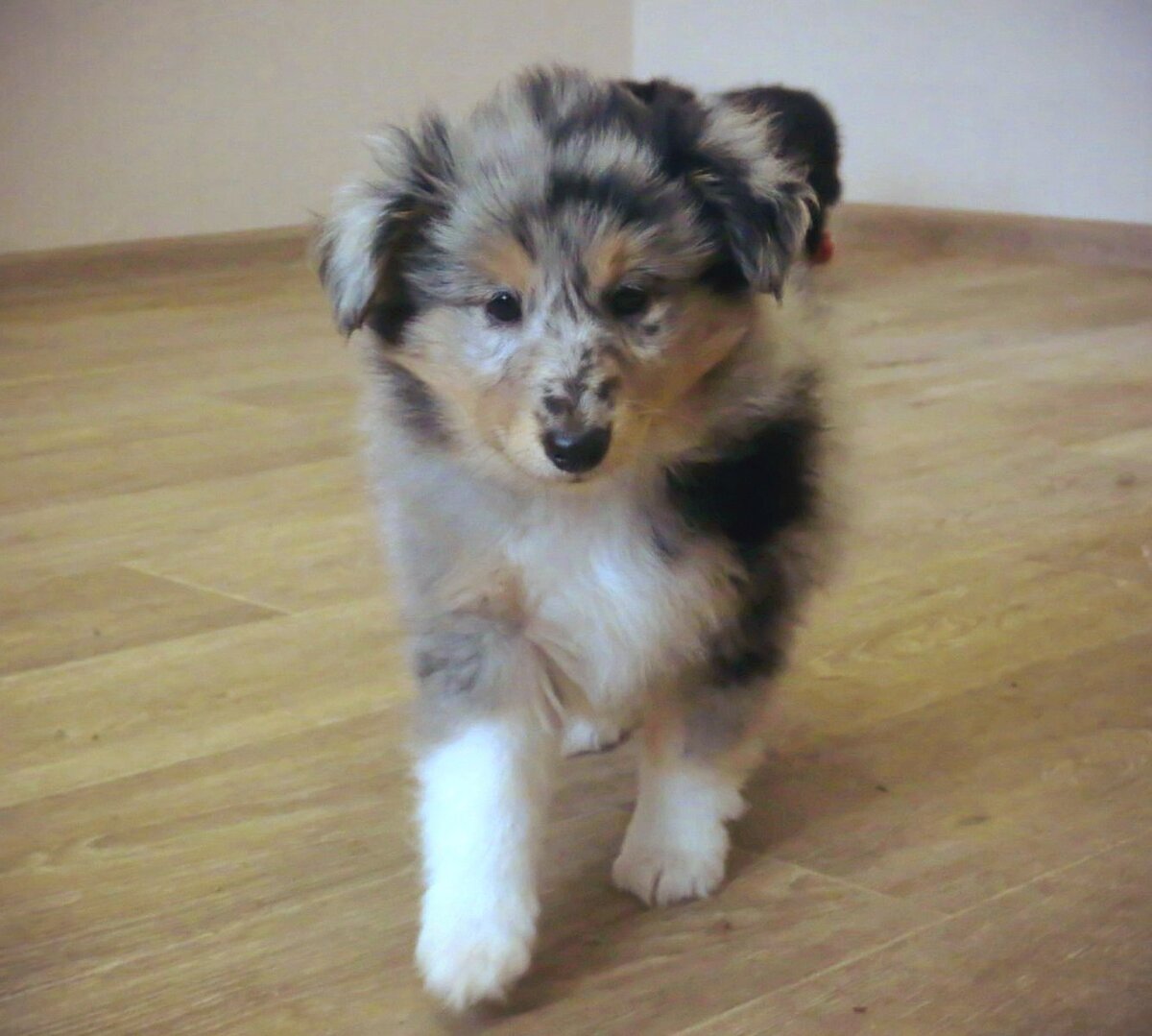 Топ-топ топает малыш