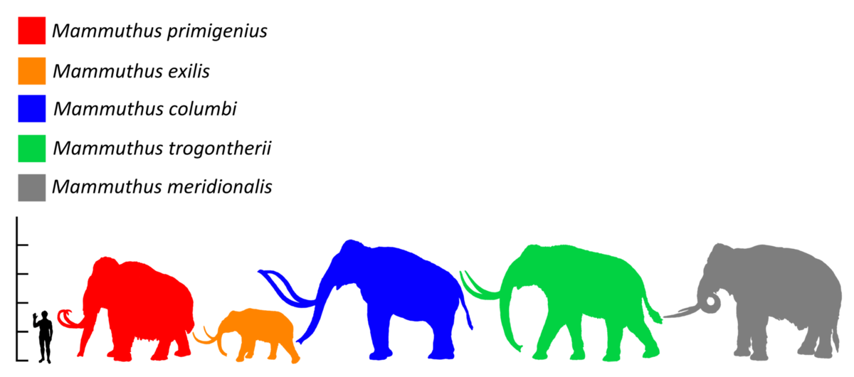 размеры человека с разными видами мамонтов и мастодонтов 