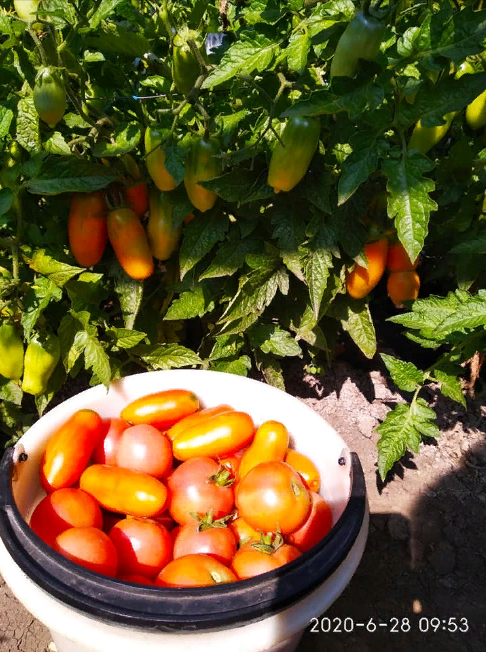 5 июльских подкормок для хороших завязей томатов
