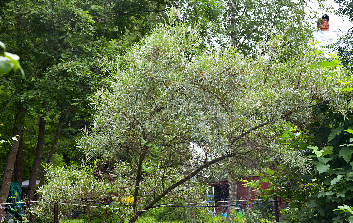 Облепиха - очень выносливое растение. Но полутень, это совсем неподходящие условия для ее нормального развития