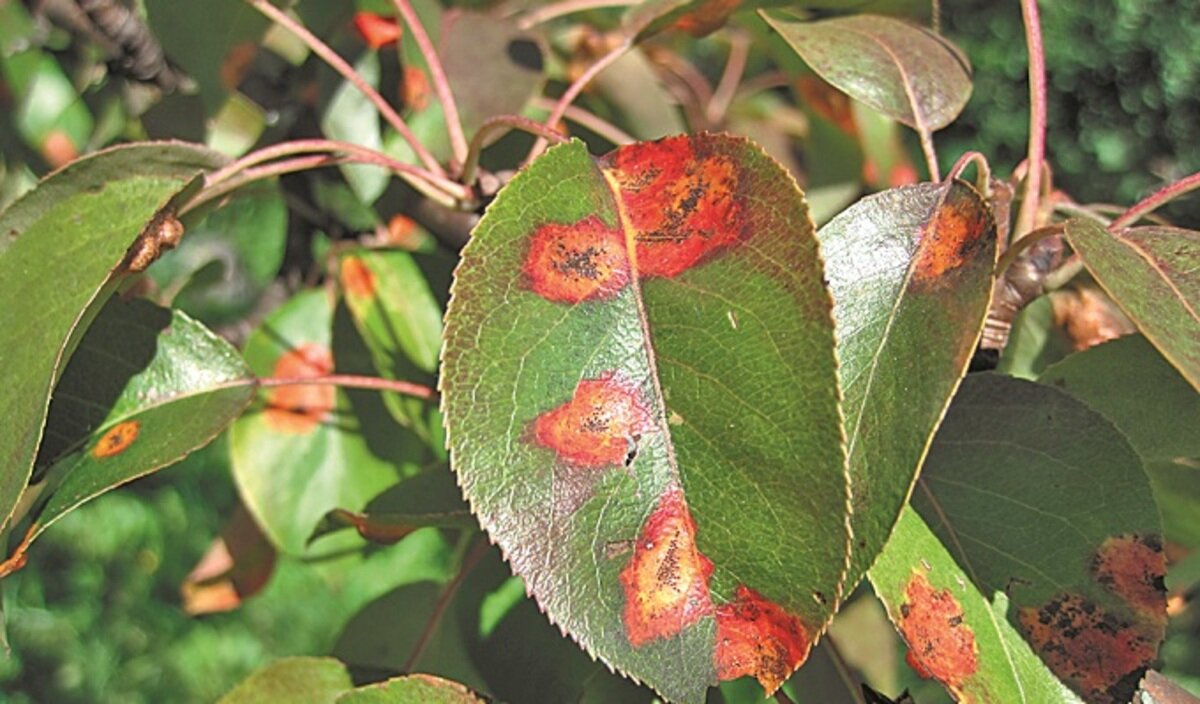 Болезни груши по листьям с фото