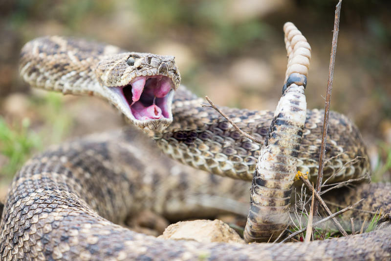 Твоё лицо, когда муж забыл купить пельмени.