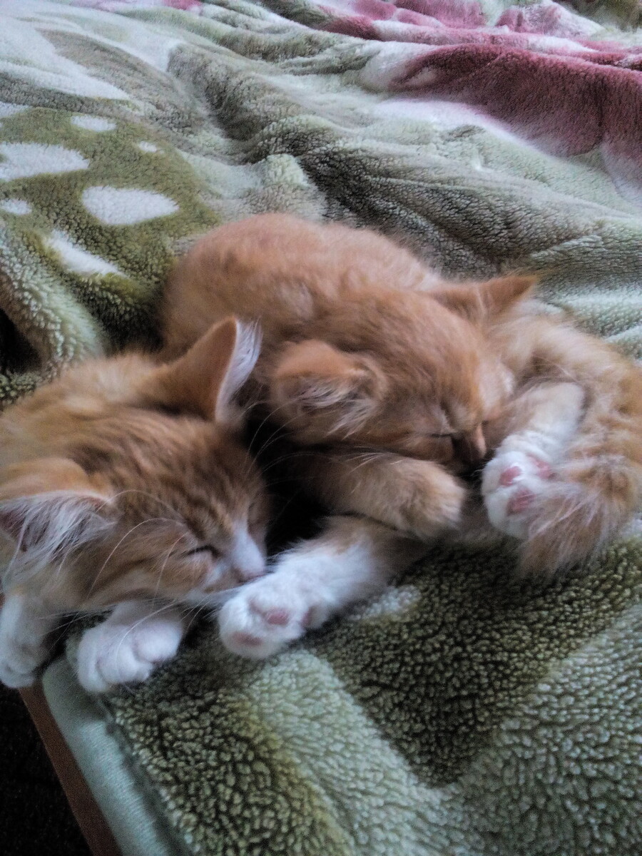 Рыжие братья