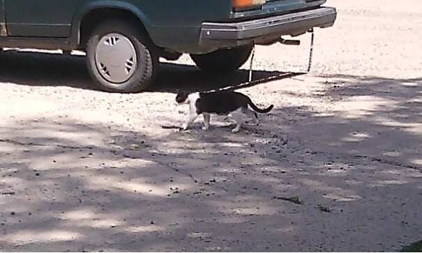 Об этом усатом "зассанце" я говорю - постоянно метит автомобили во дворе