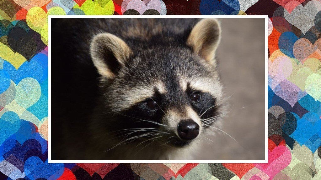 Енотик Фото из открытых источников, коллаж мой