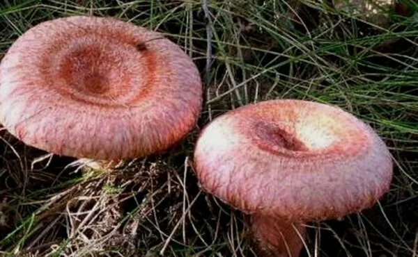 Фото с моего канала Грибник со стажем 16.RU