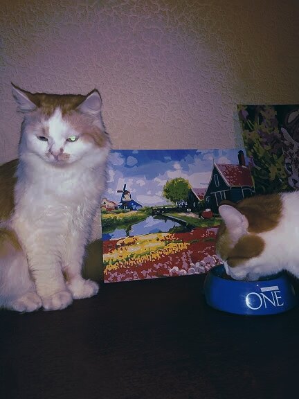 Кузя недоволен тем, что он съел свою порцию и хочет еще. 