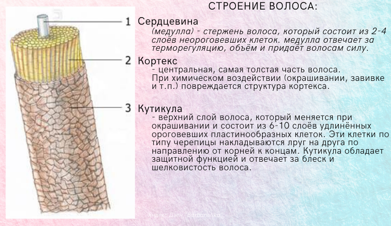 Строение волоса картинка