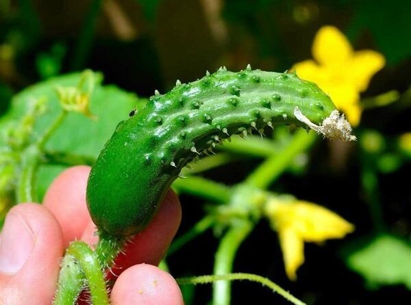 Фото взято с сайта seattlehelpers.org